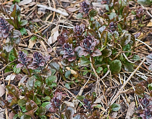 Bugle plant growing nicely