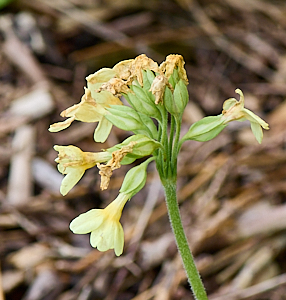 Oxlips past their best