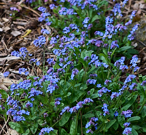 Forget me nots in flower