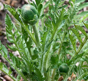 Unopened poppies