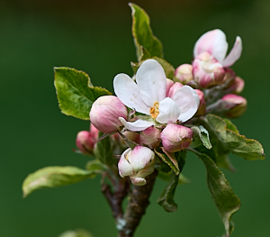 Apple blossom