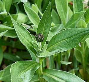 Plant with flower