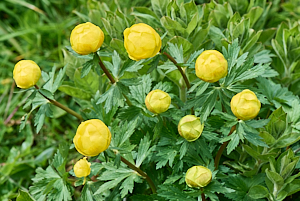 Yellow water plants