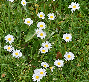 Daisies on a lawn