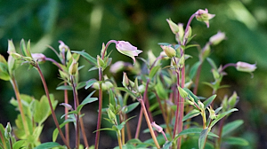 Aquilegia about to flower