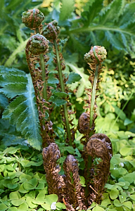 Ferns unfolding