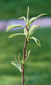 Leaves on a pear tree