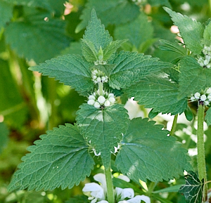 White nettles