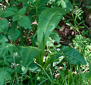 Teasel