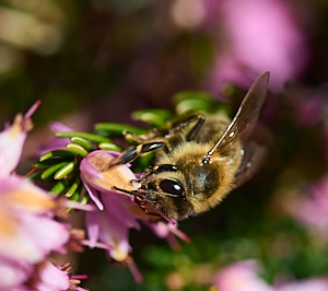 Bee feeding on heather