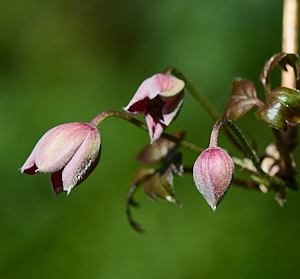 Clematis in flower