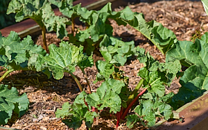 Rhubarb growing