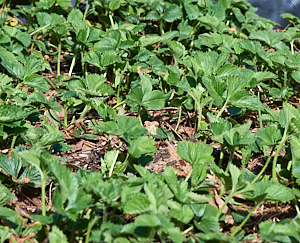 Strawberry plants