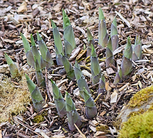 Hostas beginning to choot