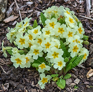 Primroses in flower