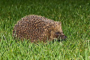 Hedgehog in grass