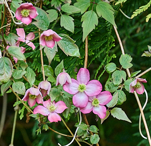 Clematis flowers