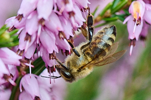 Insect on heather