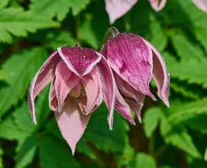 Clematis flower