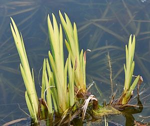 Iris stems