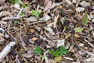 Hostas starting toappear above ground