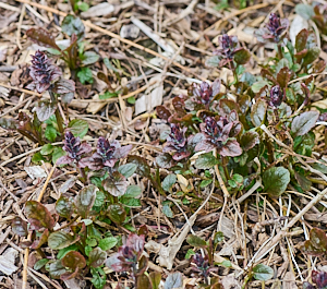 Bugle appearing above ground