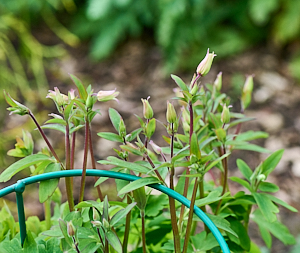Aquilegia buds