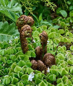 Fern starting to uncurl