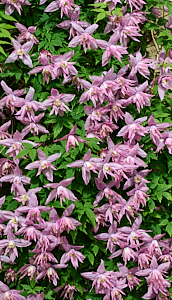 Clematis in flower