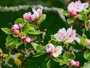 Apple blossom