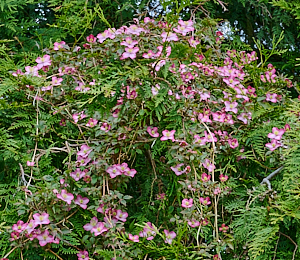 Clematis in flower