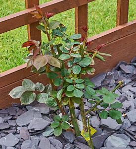 Leaping salmon climbing rose