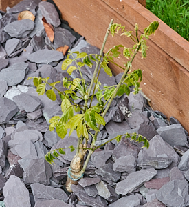 Wisteria starting to grow