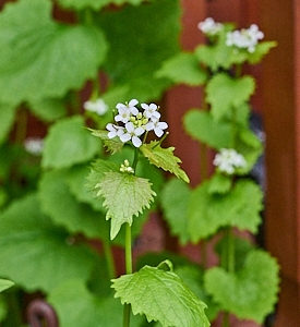 White flowers on nettles