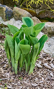 Hostas growing well