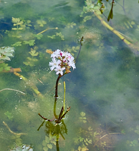 Water plant