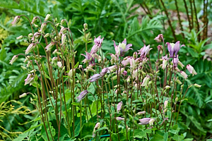 Aquiligia starting to bloom
