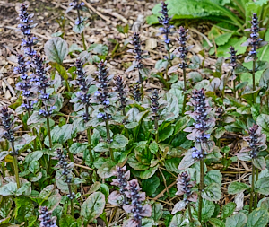 Bugle in flower