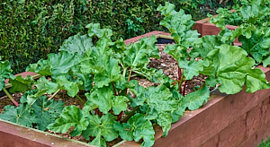 Rhubarb plants