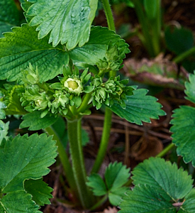 Strawberry plants