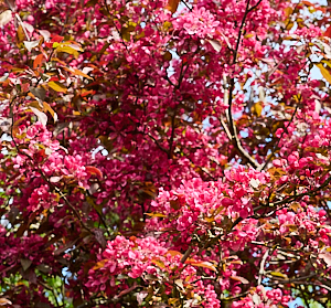 Cherry tree with pink blossom