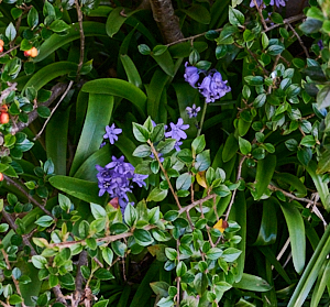 Bluebells in hedge