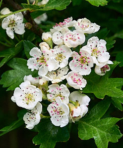 Close up of haethorn flowers