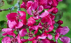 Close up of deep pink cherry blossom