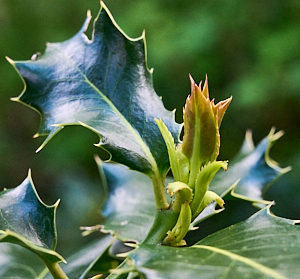 Fresh growth of holly