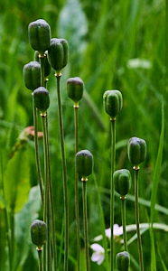 Snakeshead fritillary seed heads