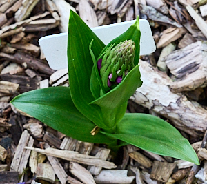 FLowers starting to appear on the ordchid