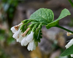 White flower 