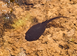 Toad tadpole