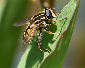 Hover fly on leaf